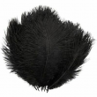 Black Ostrich Feather Plumes for Crafts, Wedding, Home Decor (12-14 in, 12 Pack)